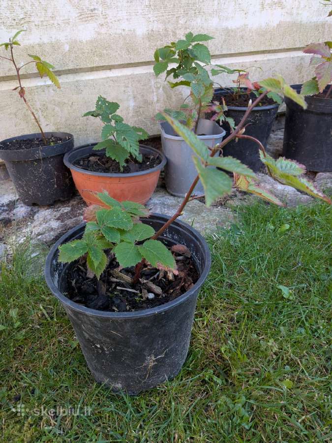 Gervuogės sodinukai - nuotraukos Nr. 2