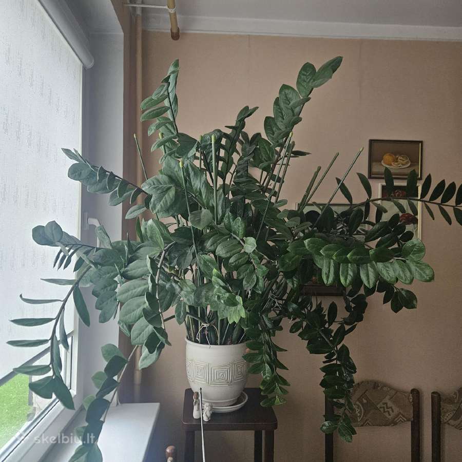 Pinigų medis - nuotraukos Nr. 2