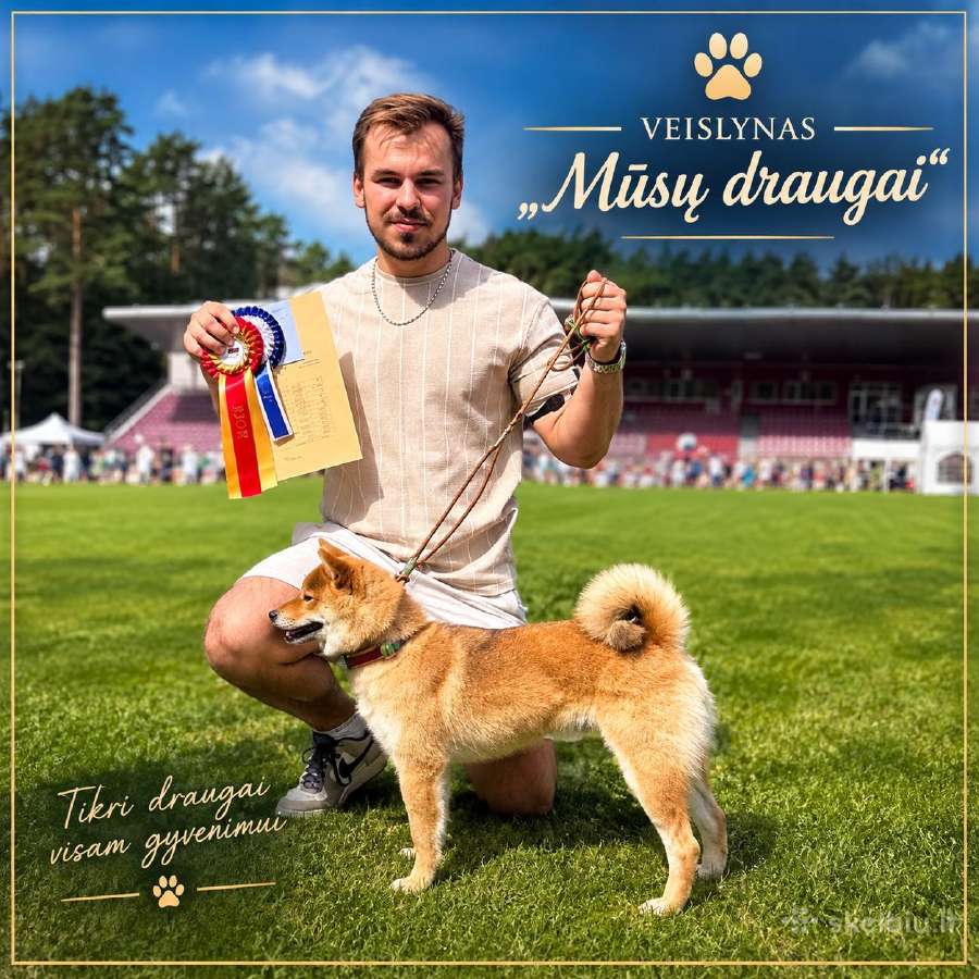 Parduodu shiba inu šuniukus - nuotraukos Nr. 2
