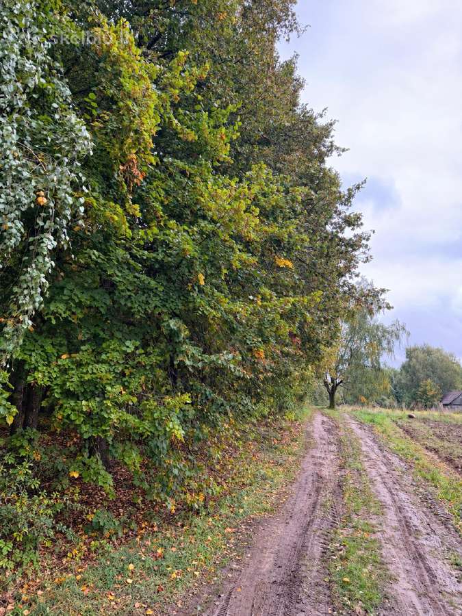 Pavojingų medžių pjovimas / genėjimo darbai - nuotraukos Nr. 7