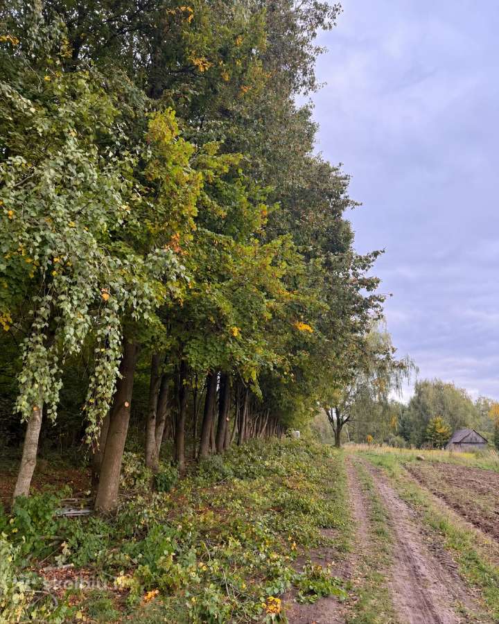 Pavojingų medžių pjovimas / genėjimo darbai - nuotraukos Nr. 8