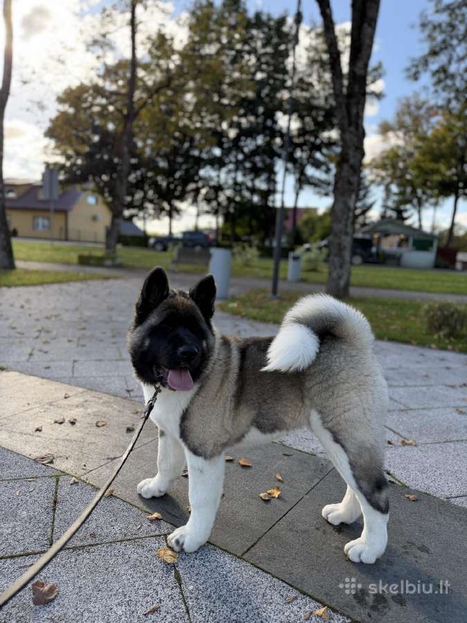 Amerikiečių Akita patinėlis - nuotraukos Nr. 3