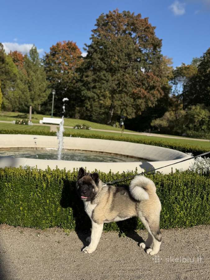 Amerikiečių Akita patinėlis - nuotraukos Nr. 5