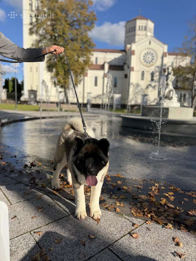 Amerikiečių Akita patinėlis - nuotraukos Nr. 6