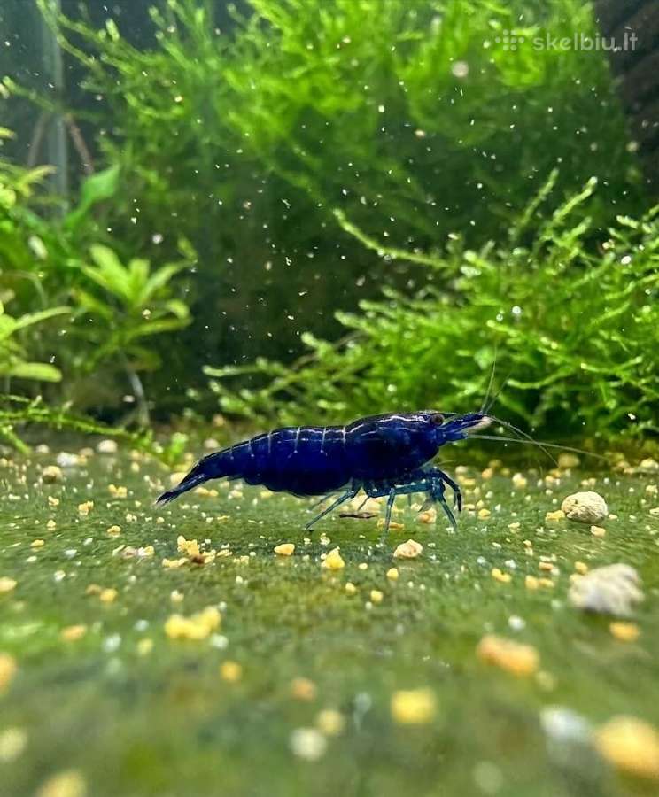 Blue Sapphire krevetės (Neocaridina davidi) - nuotraukos Nr. 2