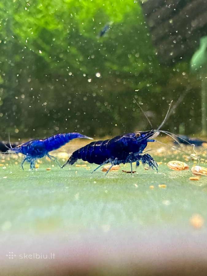 Blue Sapphire krevetės (Neocaridina davidi) - nuotraukos Nr. 3