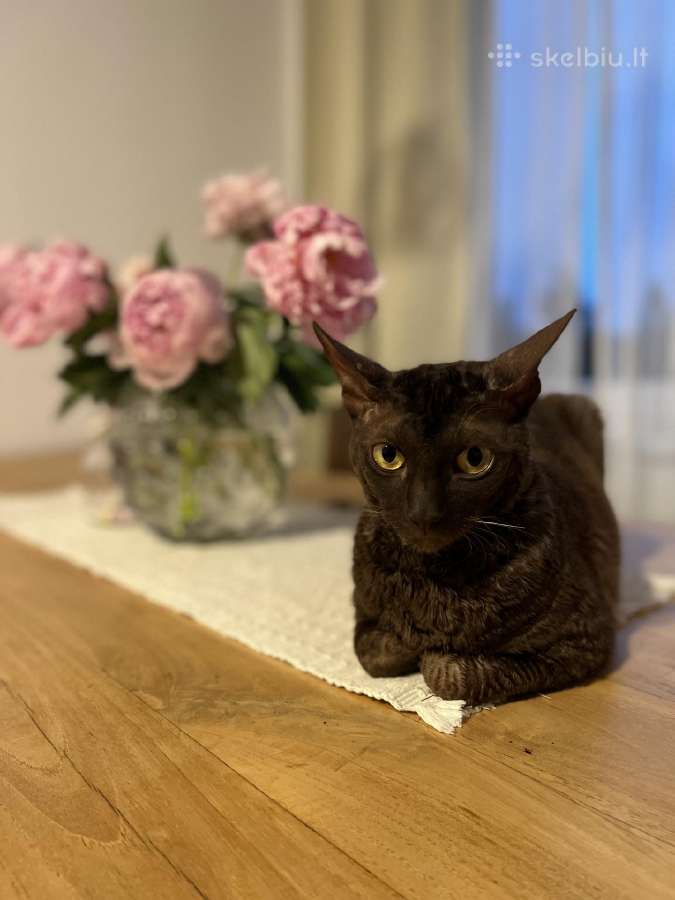Dovanojamas cornish rex Mišrūnas - nuotraukos Nr. 2