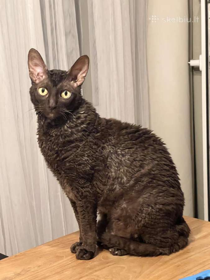 Dovanojamas cornish rex Mišrūnas - nuotraukos Nr. 3