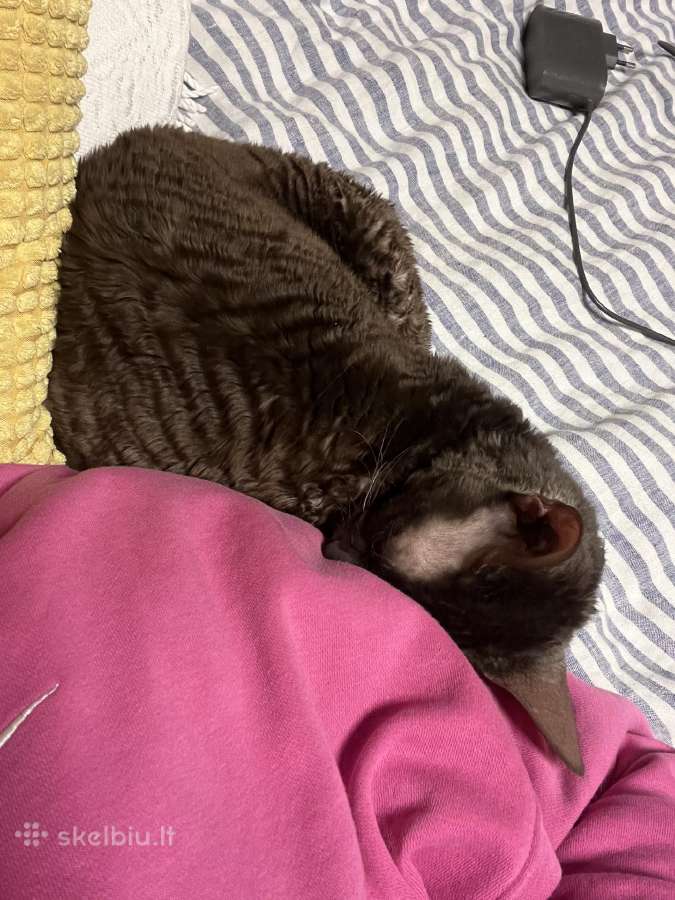 Dovanojamas cornish rex Mišrūnas - nuotraukos Nr. 4