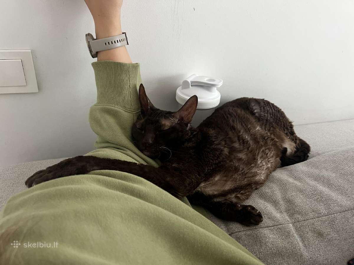 Dovanojamas cornish rex Mišrūnas - nuotraukos Nr. 5