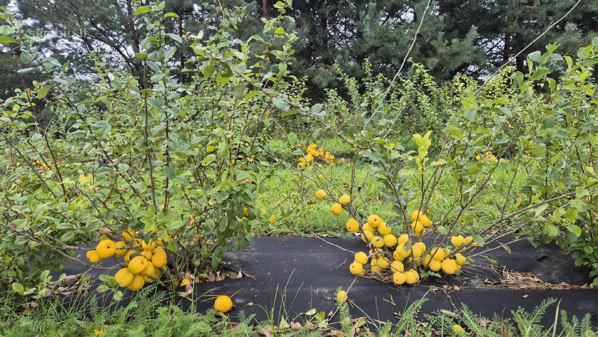 Švieži svarainiai iš šeimos ūkio! 3 eur/kg - nuotraukos Nr. 2