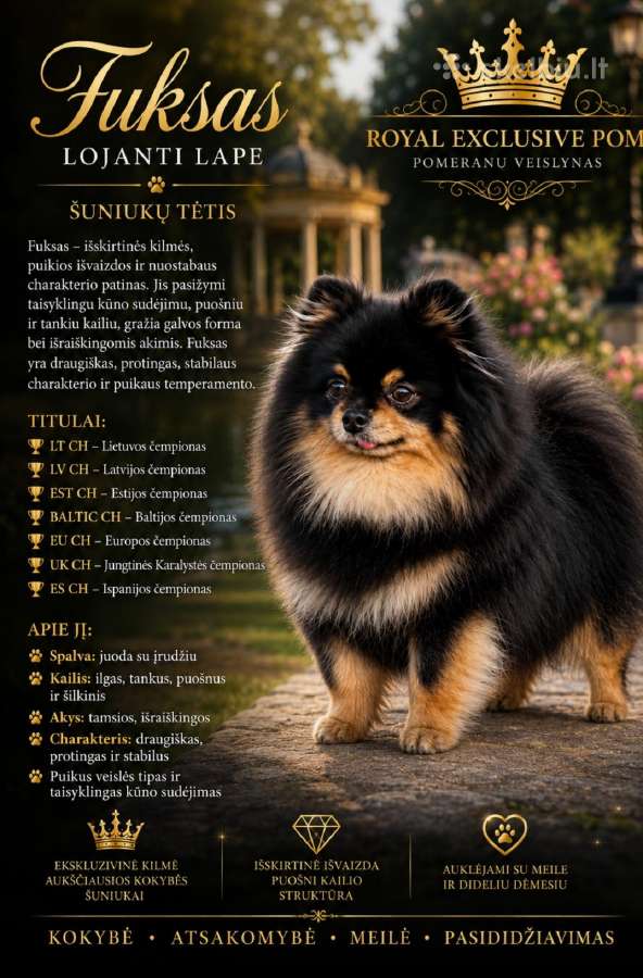 Vokiėčiu išpicas pomeranas - nuotraukos Nr. 5
