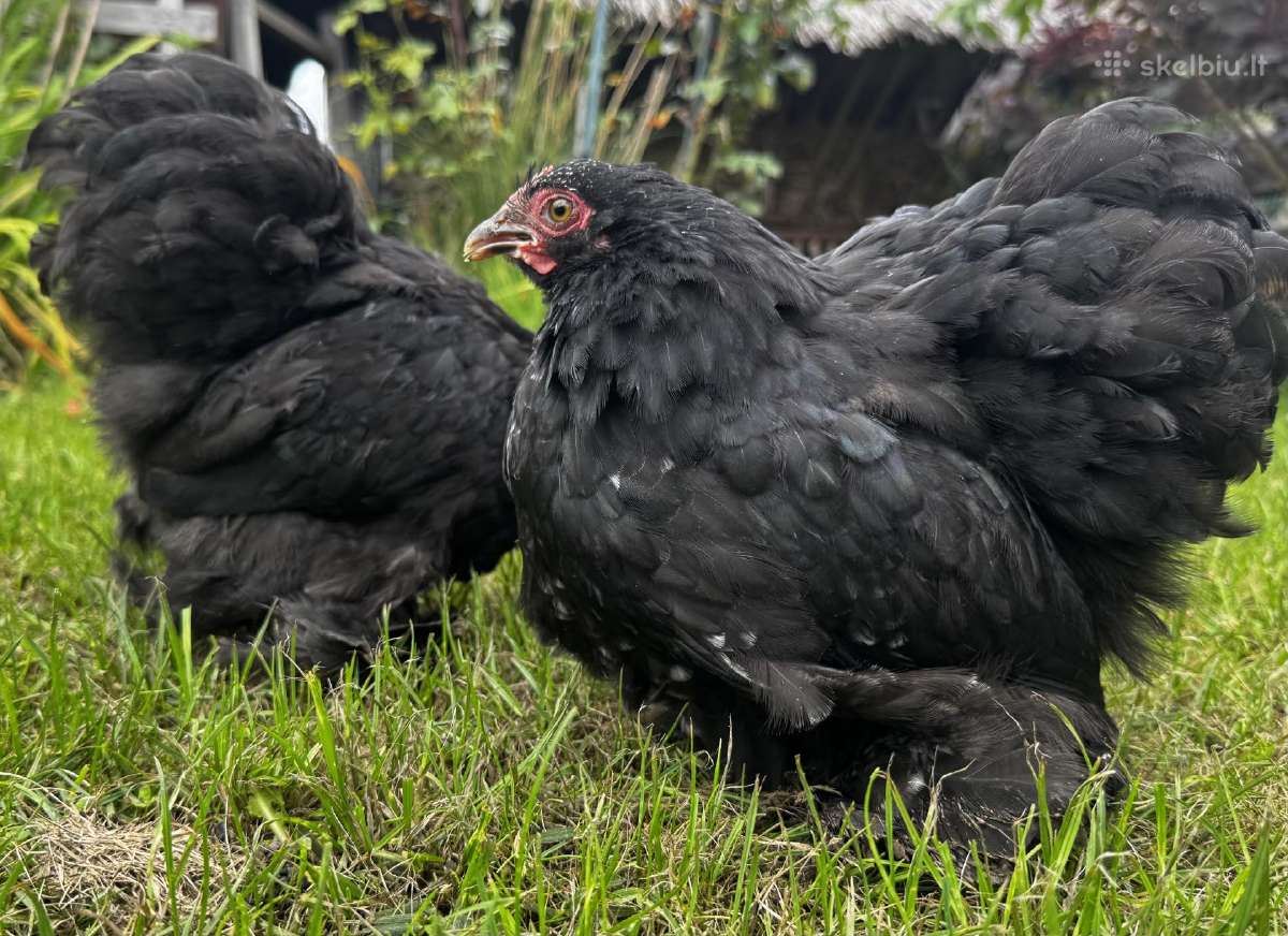 Bantaminiai kochinchinai - nuotraukos Nr. 4