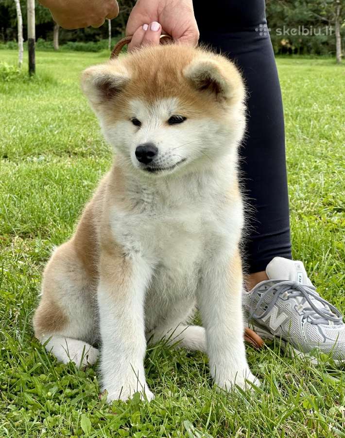 Kilmingi, grynakraujai japonų akita šuniukai - nuotraukos Nr. 4