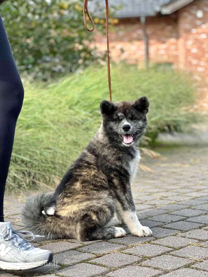 Kilmingi, grynakraujai japonų akita šuniukai - nuotraukos Nr. 6