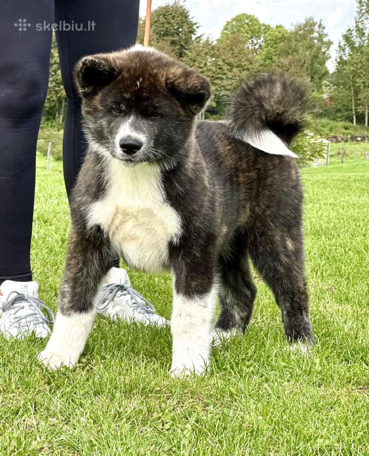 Kilmingi, grynakraujai japonų akita šuniukai - nuotraukos Nr. 3