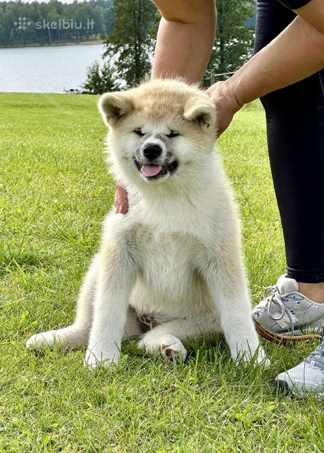 Kilmingi, grynakraujai japonų akita šuniukai - nuotraukos Nr. 7