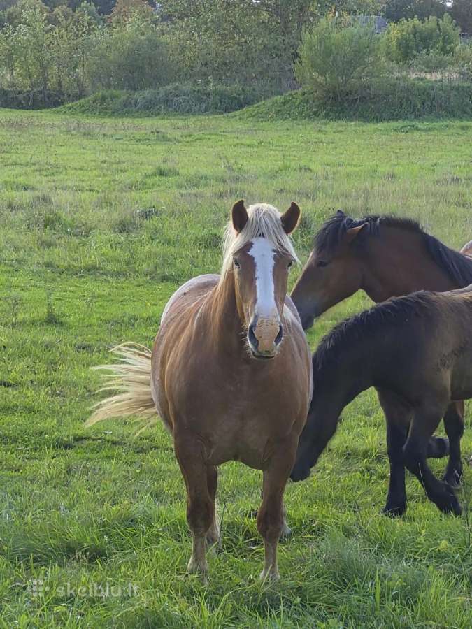 Parduodama 2 metų kumelaitė - nuotraukos Nr. 4