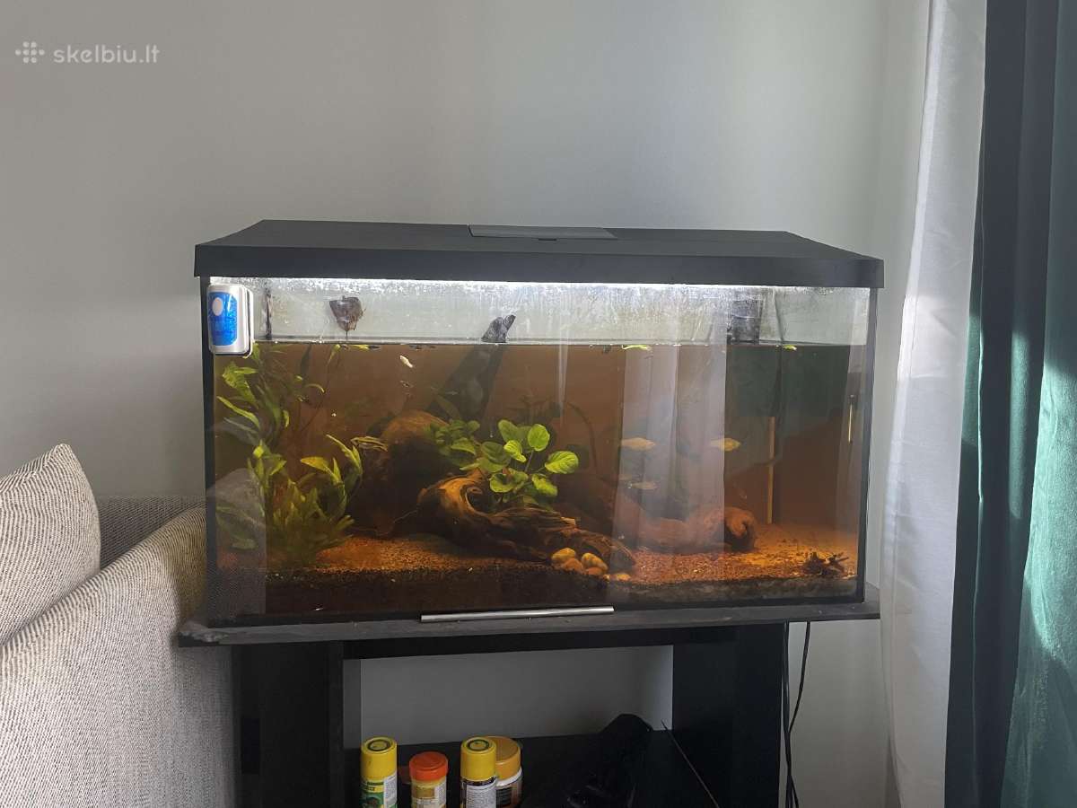 Akvariumas su žuvytėmis - nuotraukos Nr. 2