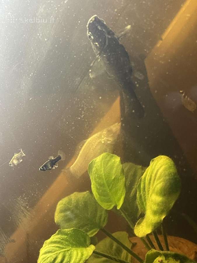 Akvariumas su žuvytėmis - nuotraukos Nr. 4