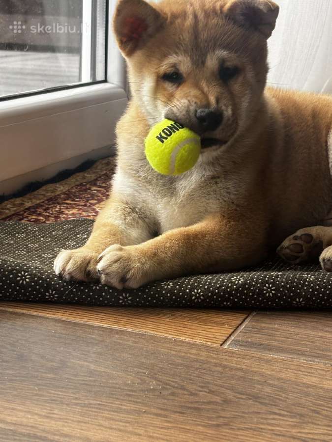 Shiba - nuotraukos Nr. 5