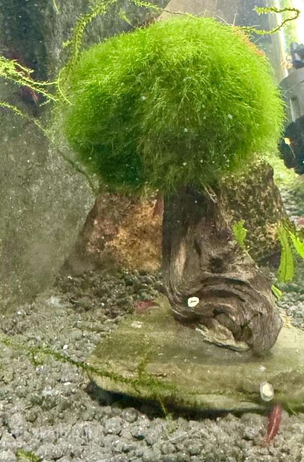 Parduodamas akvariumas su krevetėmis - nuotraukos Nr. 3