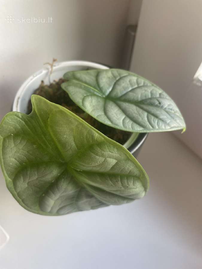 Alocasia 'Silver Dragon" - nuotraukos Nr. 2