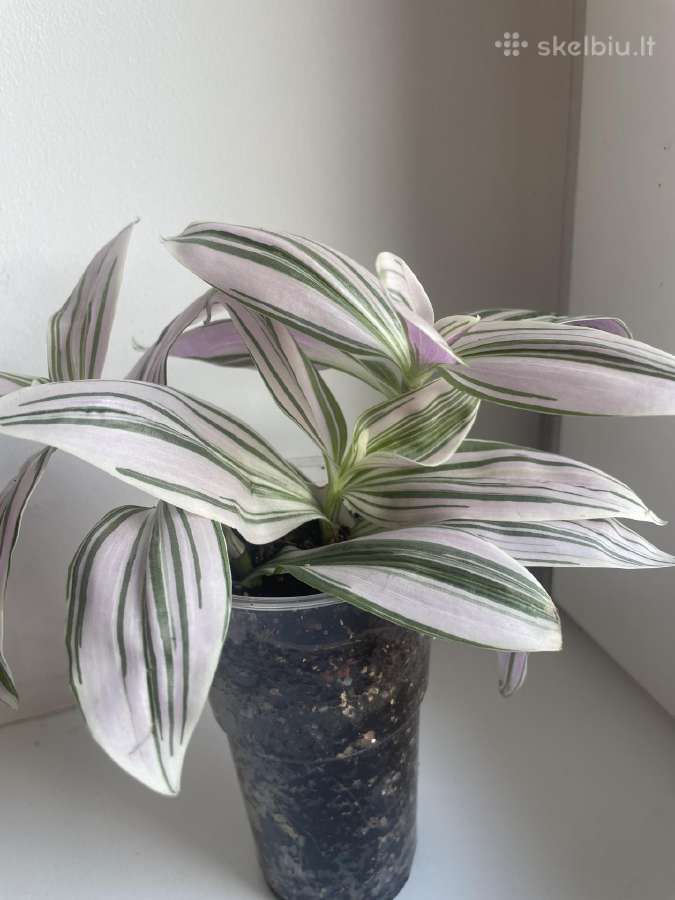 Tradescantia 'Sweetness" - nuotraukos Nr. 2
