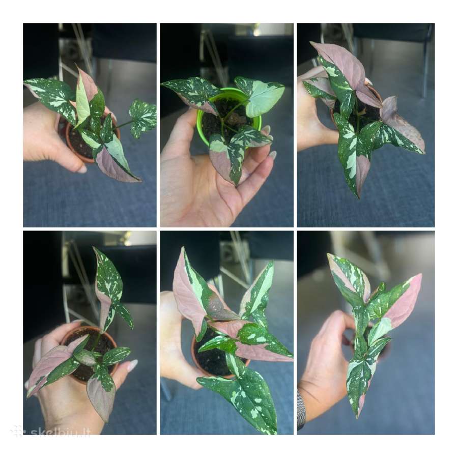 Syngonium pink splash tricolor - nuotraukos Nr. 2