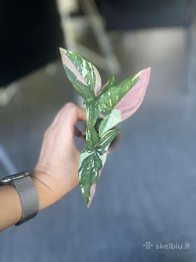 Syngonium pink splash tricolor - nuotraukos Nr. 3