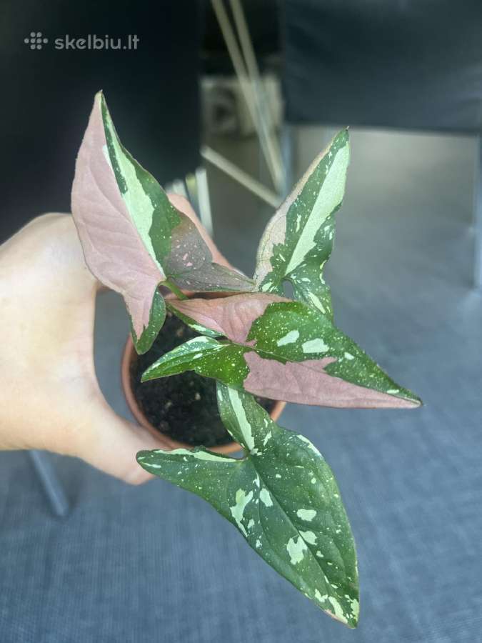 Syngonium pink splash tricolor - nuotraukos Nr. 4