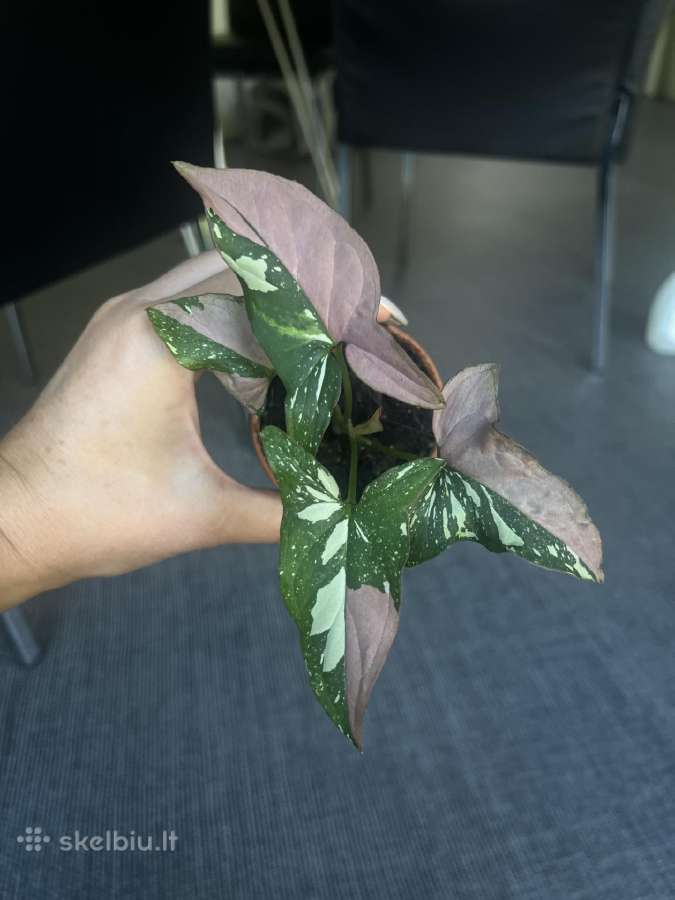 Syngonium pink splash tricolor - nuotraukos Nr. 5