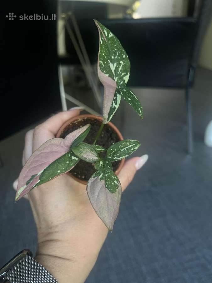 Syngonium pink splash tricolor - nuotraukos Nr. 6