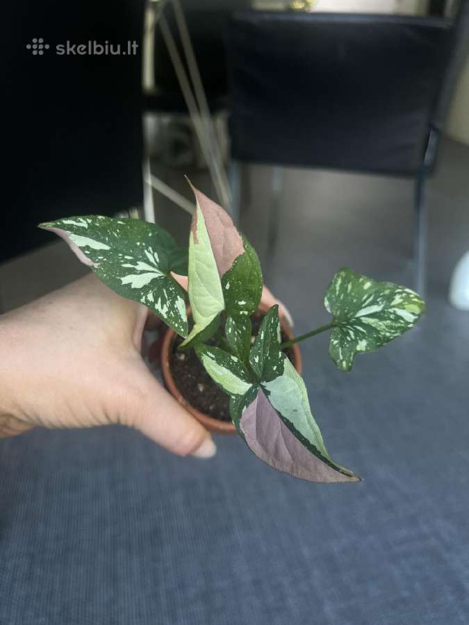 Syngonium pink splash tricolor - nuotraukos Nr. 7