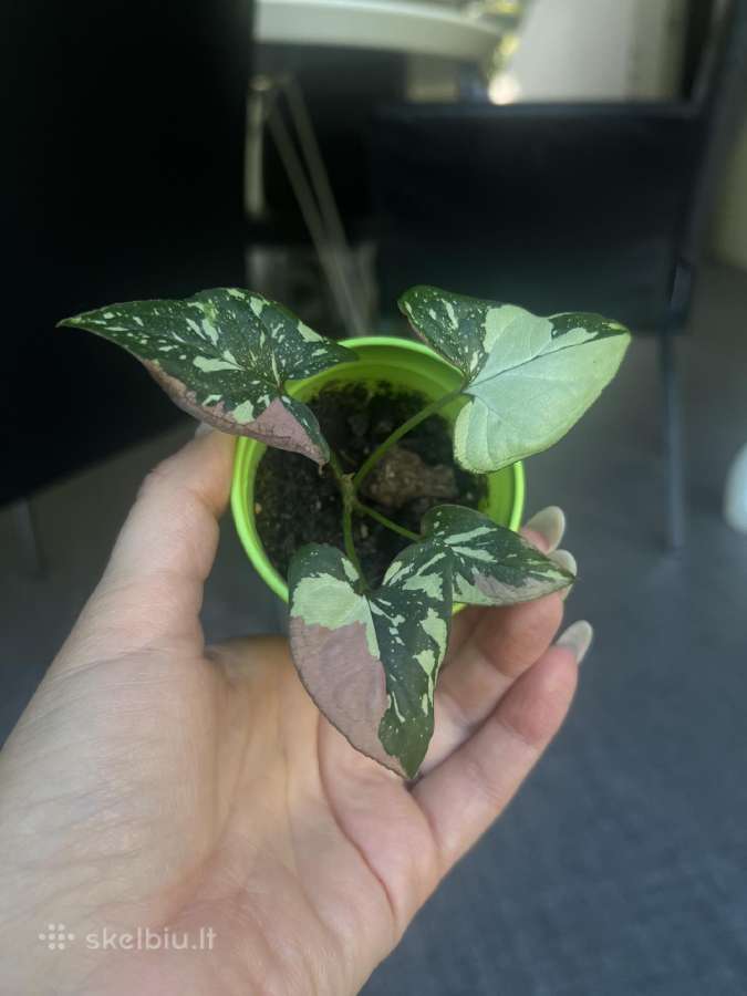 Syngonium pink splash tricolor - nuotraukos Nr. 8