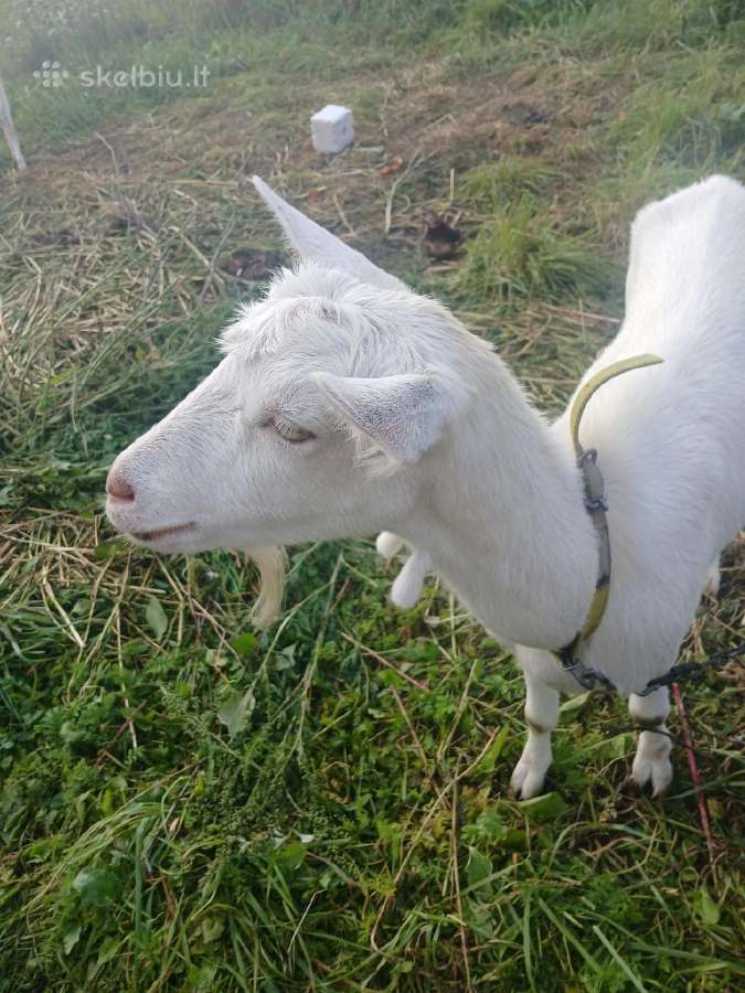 Parduodama Ožka - nuotraukos Nr. 3