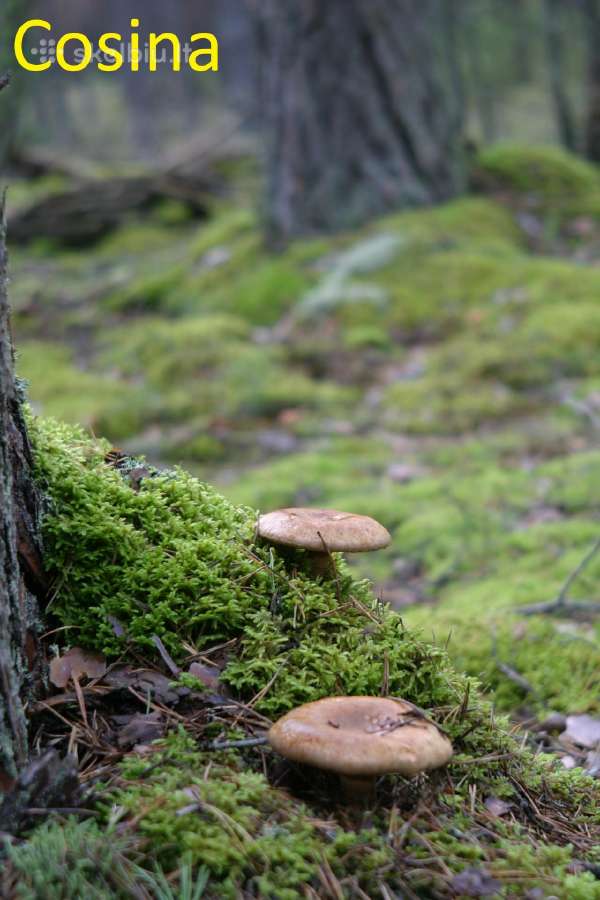 Canon EOS 10d - nuotraukos Nr. 25