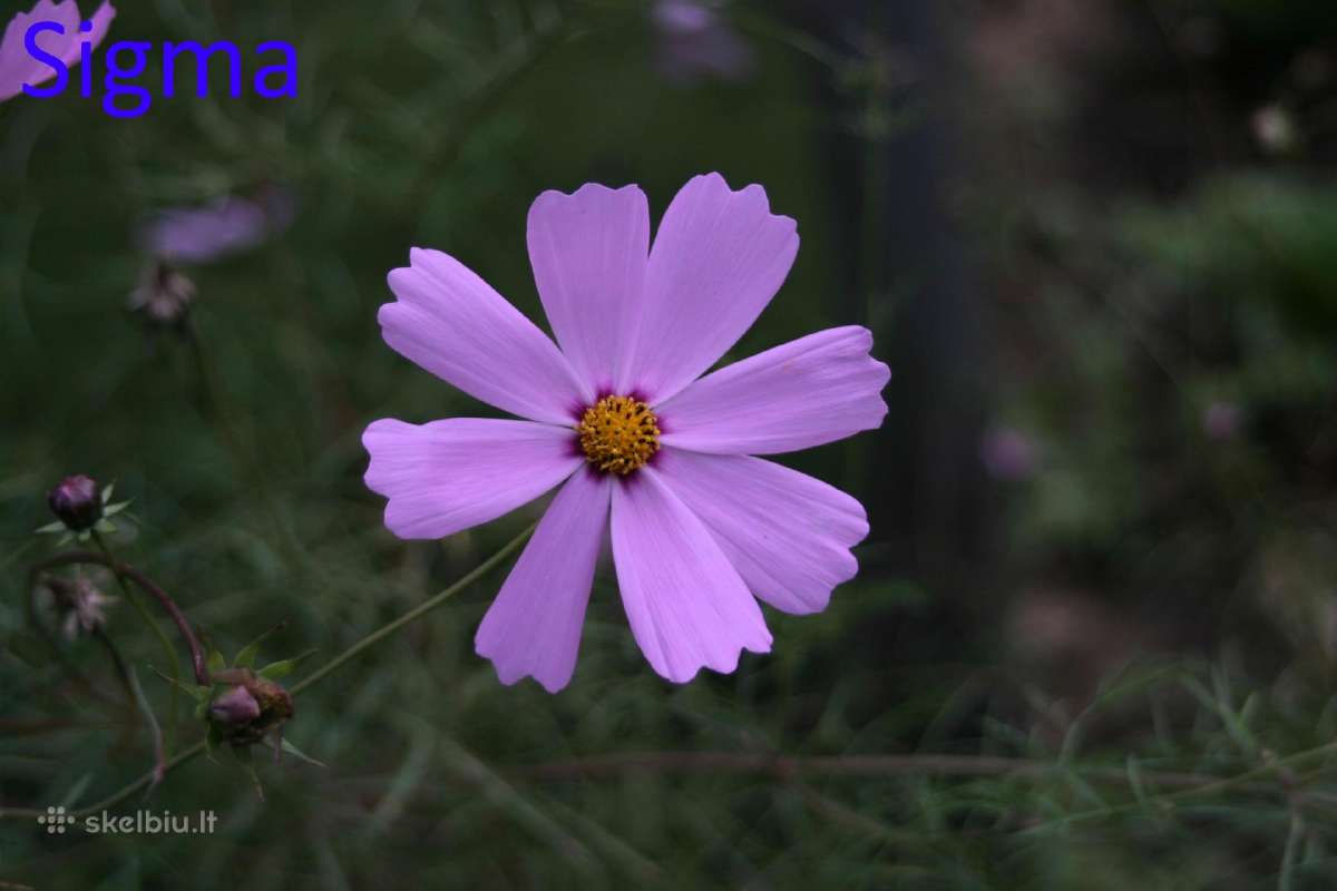 Canon EOS 10d - nuotraukos Nr. 29