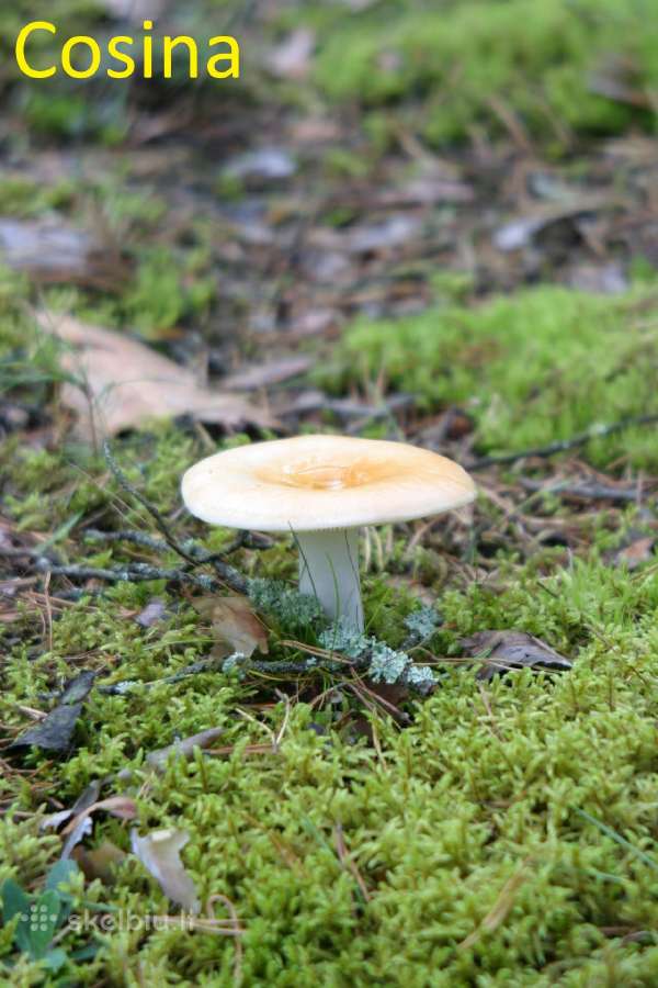 Canon EOS 10d - nuotraukos Nr. 26