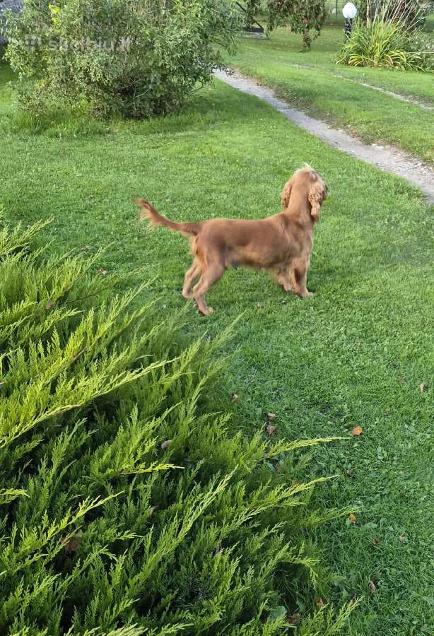 Cockapoo šuniukai - nuotraukos Nr. 6