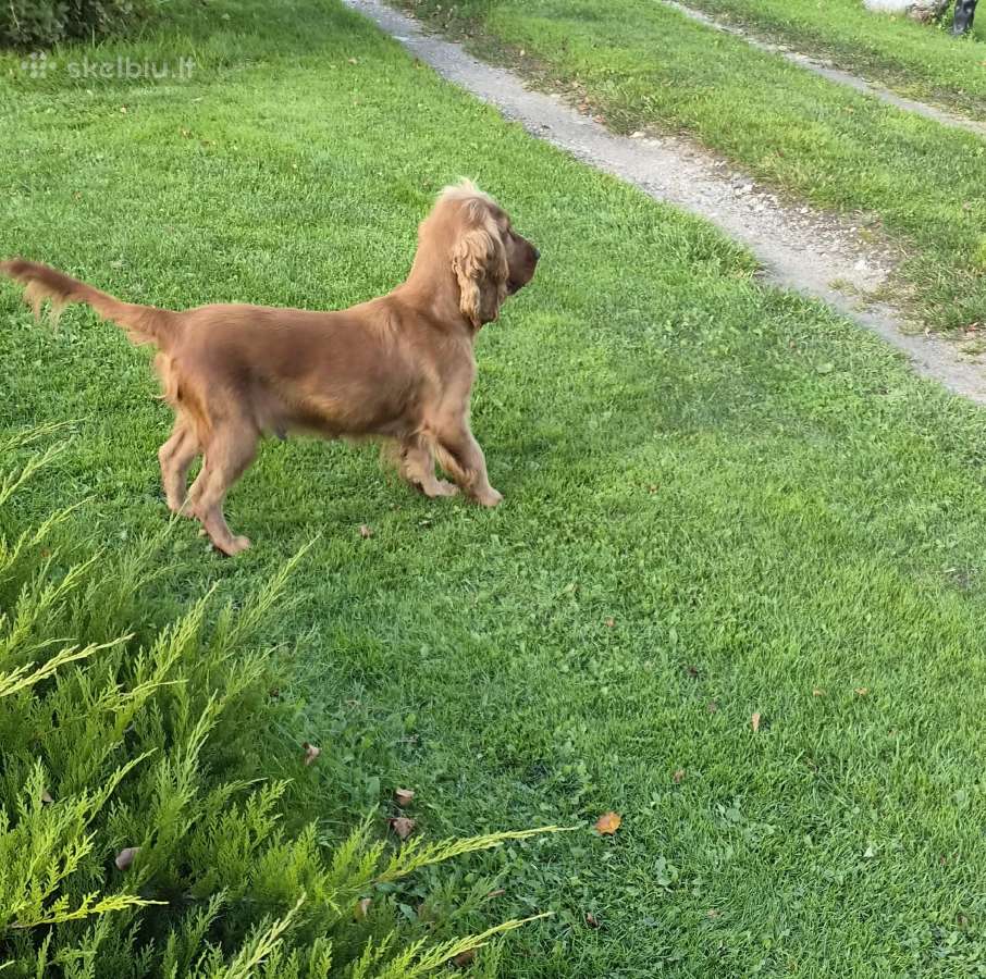 Cockapoo šuniukai - nuotraukos Nr. 7