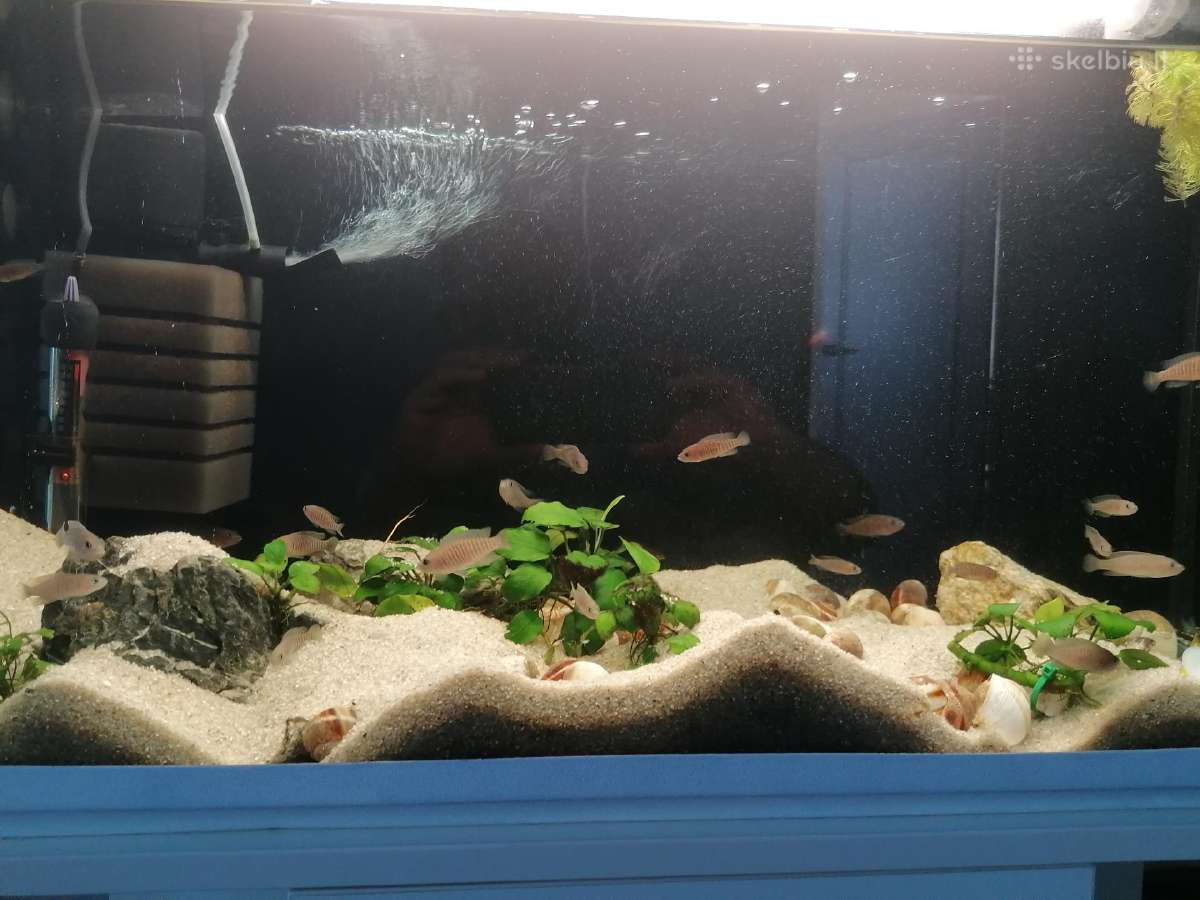 Parduodami Neolamprologus multifasciatus - nuotraukos Nr. 2