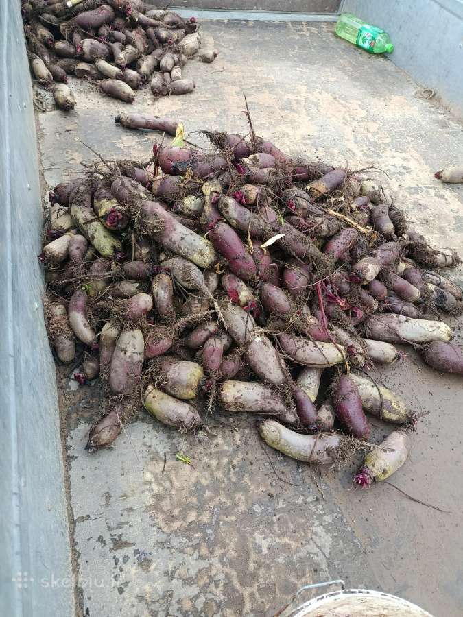 Burokėliai - nuotraukos Nr. 2