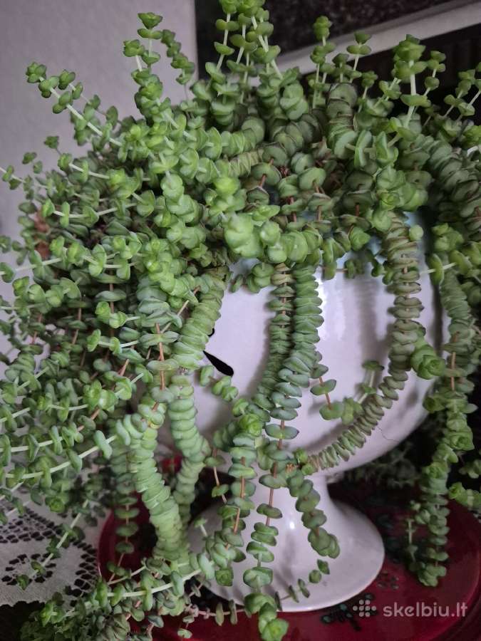 Crassula - sukulentinis augalas - nuotraukos Nr. 2