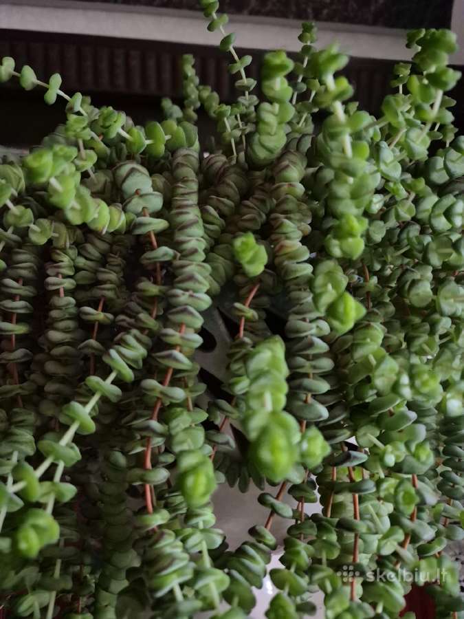 Crassula - sukulentinis augalas - nuotraukos Nr. 3