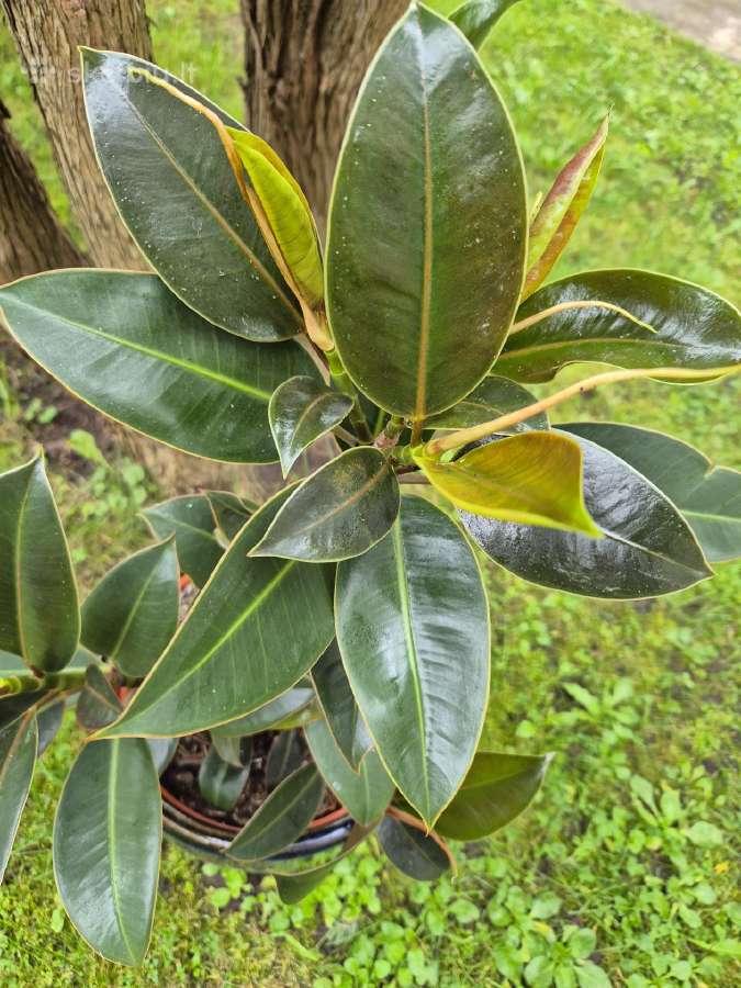 Parduodamas smulkialapis fikusas - nuotraukos Nr. 3