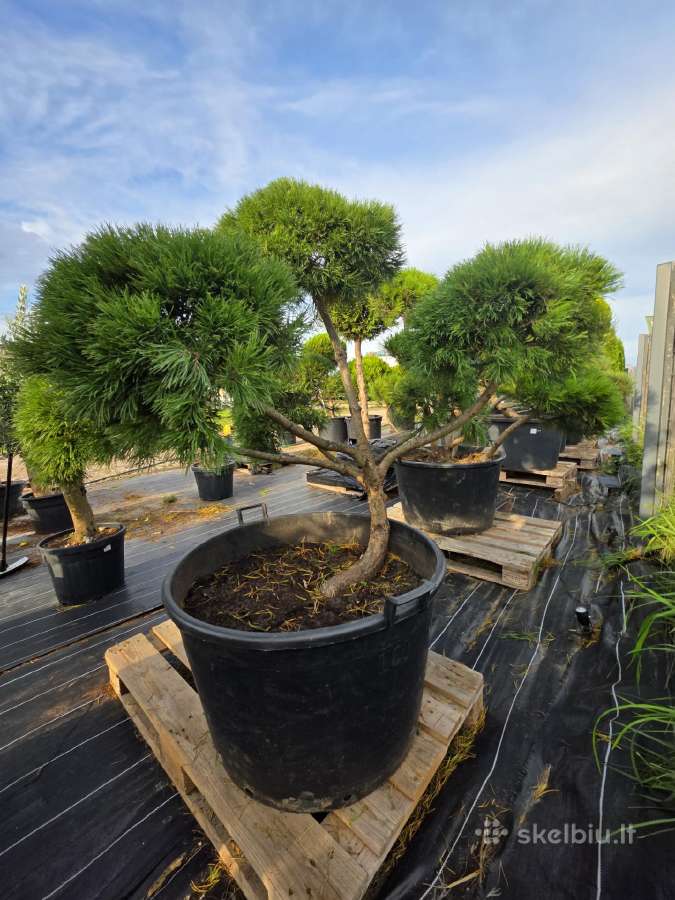 Niwaki Ir Sodo Bonsai - nuotraukos Nr. 5