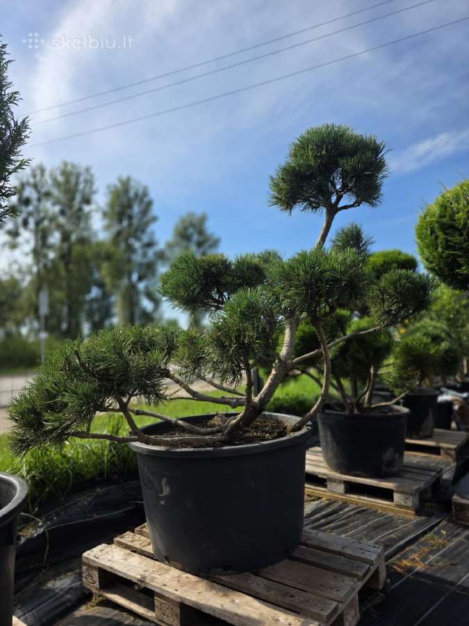Niwaki Ir Sodo Bonsai - nuotraukos Nr. 8