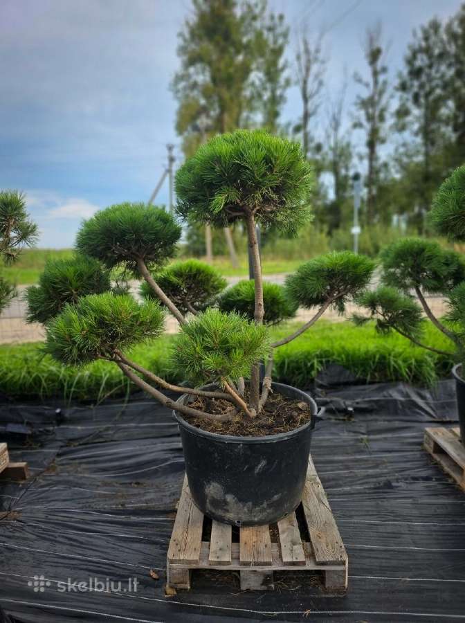 Niwaki Ir Sodo Bonsai - nuotraukos Nr. 2