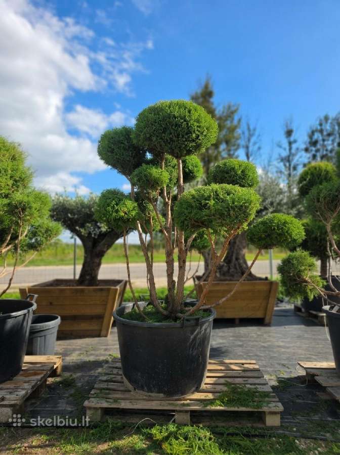 Niwaki Ir Sodo Bonsai - nuotraukos Nr. 9